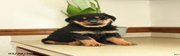 Rottweiler dogs for sale: Darla - Ad 1