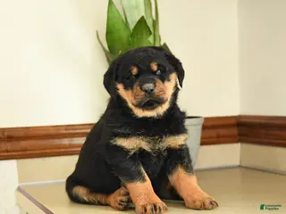 Rottweiler dogs Darla - Ad 14