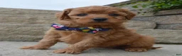 Mini Goldendoodle dogs for sale: Mini Greta - Ad 2