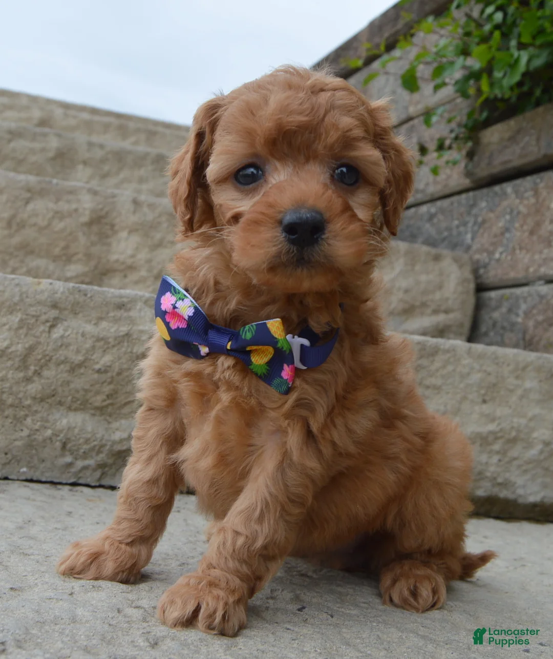 Mini Goldendoodle dogs for sale: Mini Greta - Ad 2