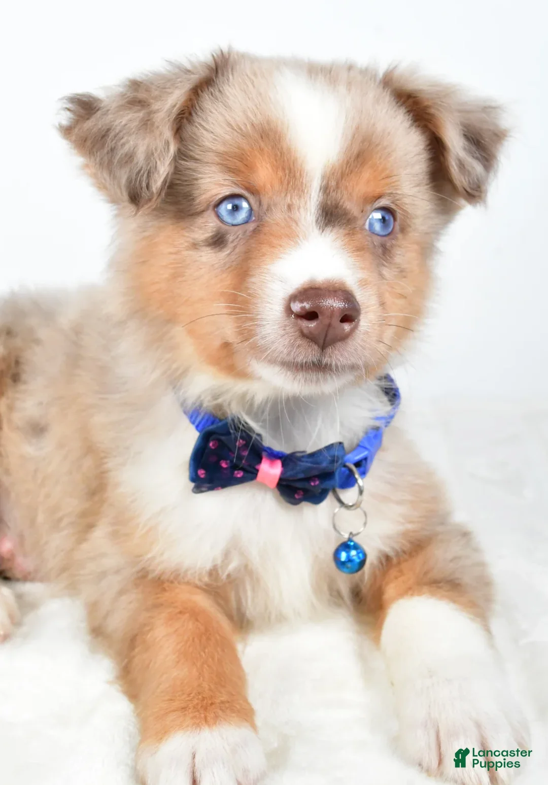 Miniature Australian Shepherd dogs for sale: Patrick - Ad 4