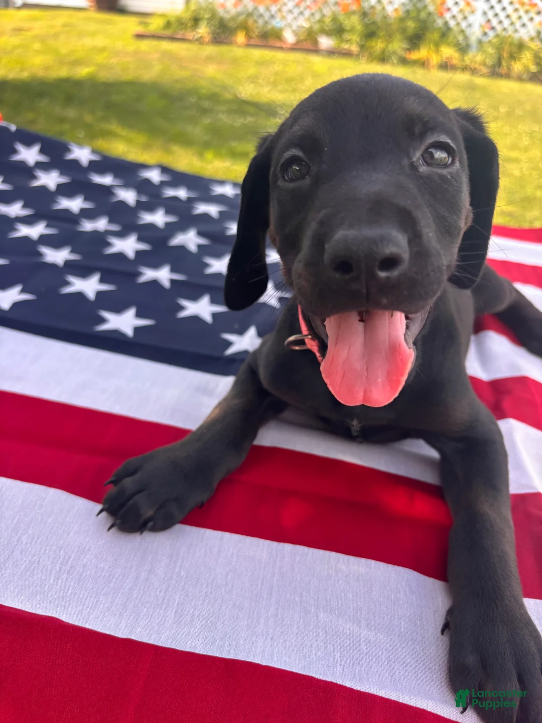Mixed Breed dogs for sale: Tubs - Ad 1