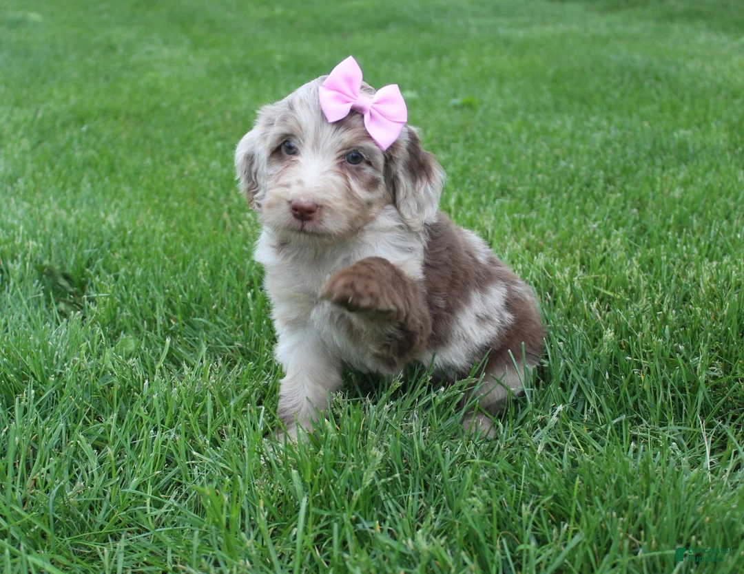 Mini Aussiedoodle dogs for sale: Colette - Ad 1
