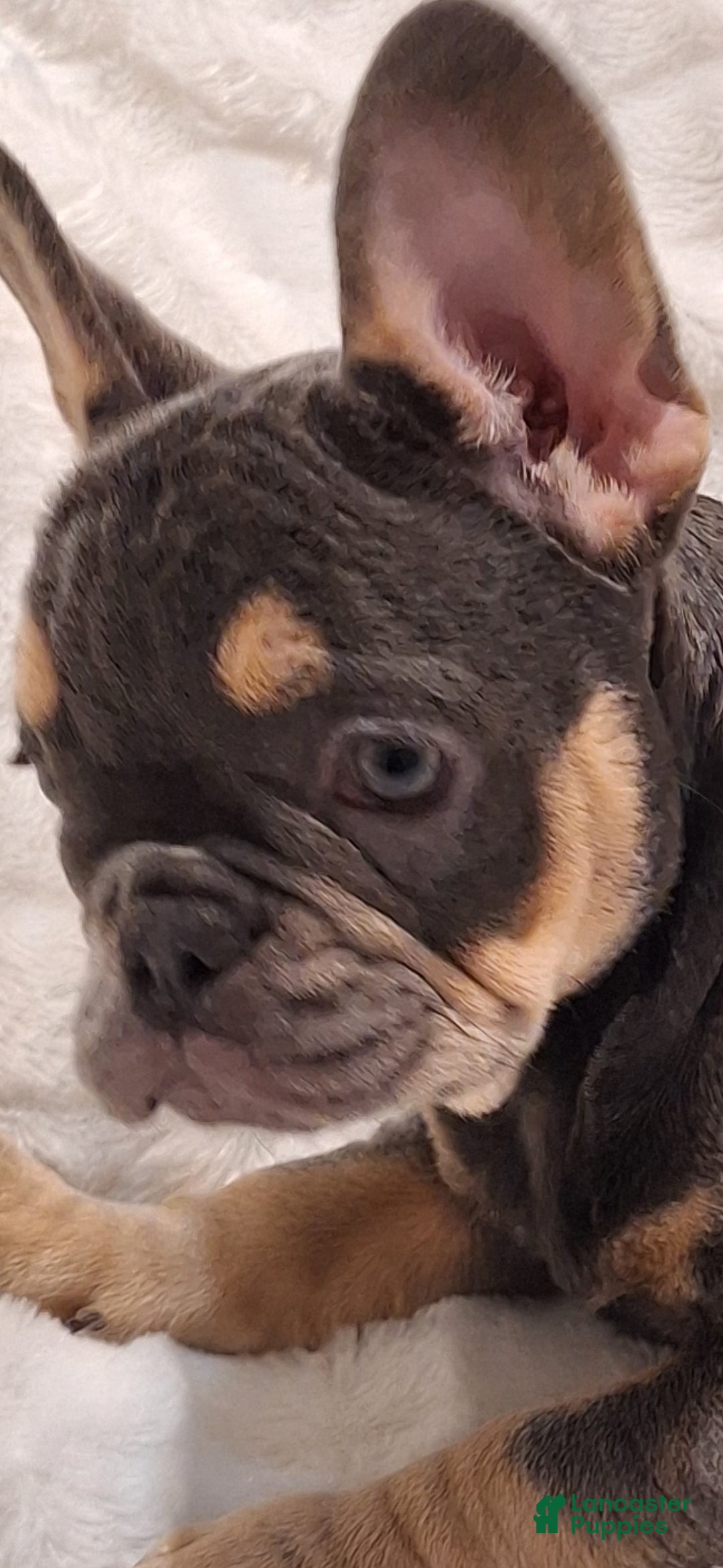 French Bulldog dogs Gil - Ad 17