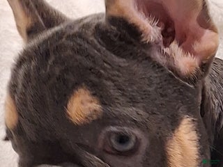 French Bulldog dogs Gil - Ad 17