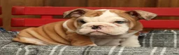 English Bulldog dogs for sale: Liberty - Ad 8