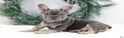 French Bulldog dogs for sale: Connor - Ad 2