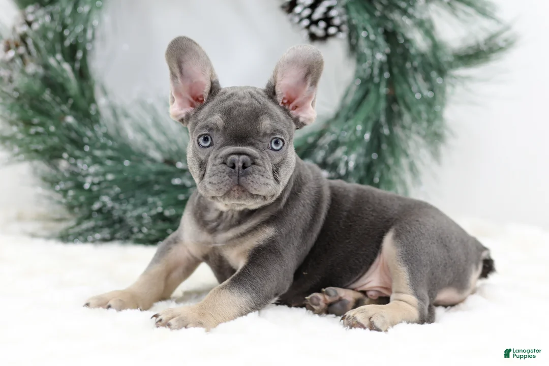 French Bulldog dogs for sale: Connor - Ad 2