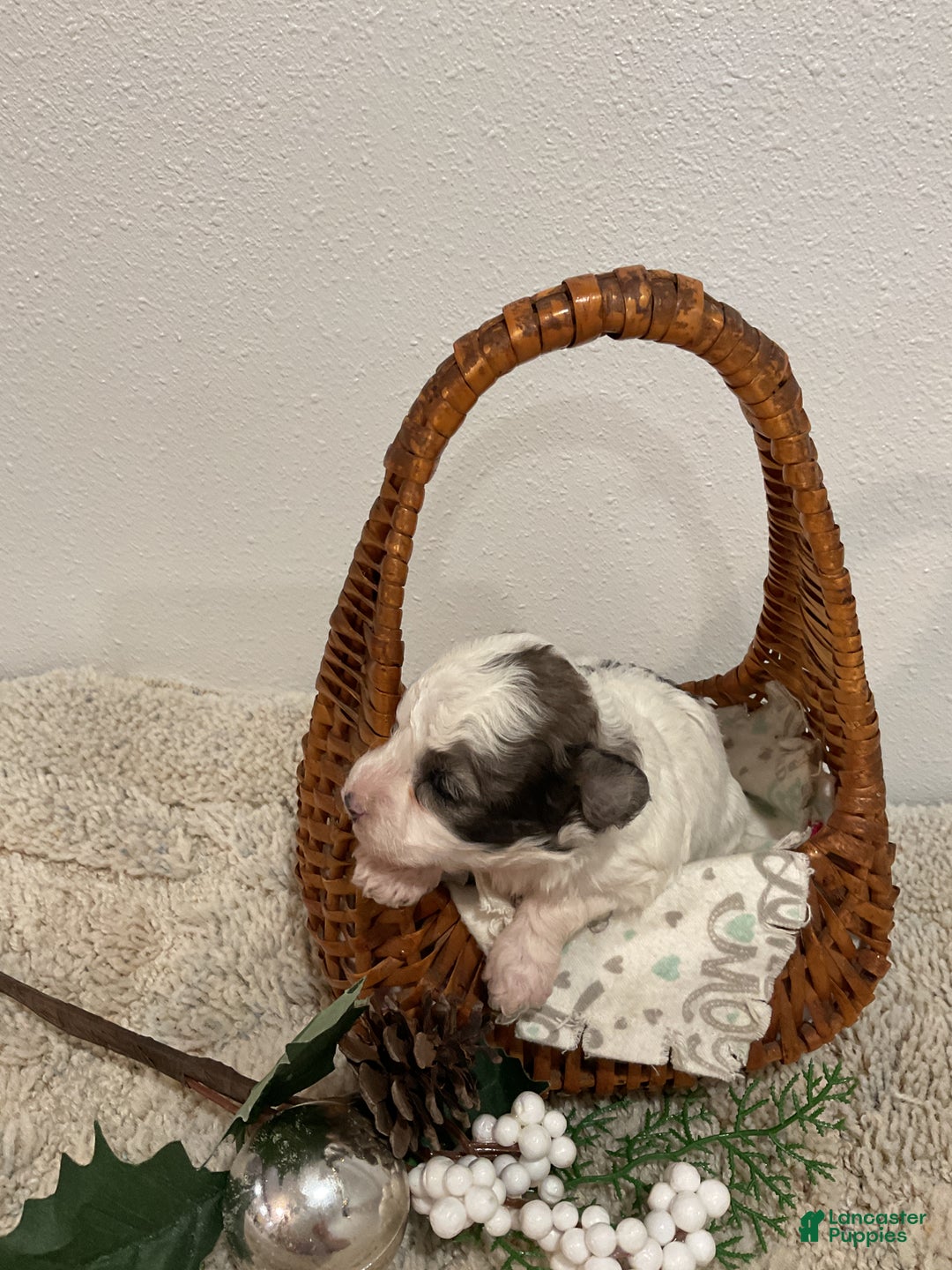 Maltipoo dogs for sale: NOEL - Ad 3