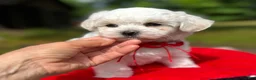 Maltipoo dogs for sale: LEO-1 - Ad 5