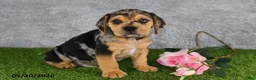 Beabull dogs for sale: Tristan - Ad 3