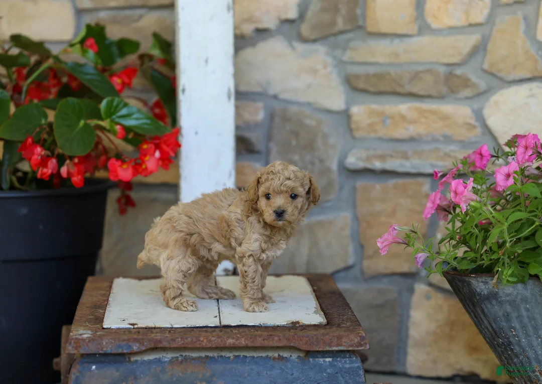 Miniature Poodle dogs for sale: AKC Leo - Ad 5