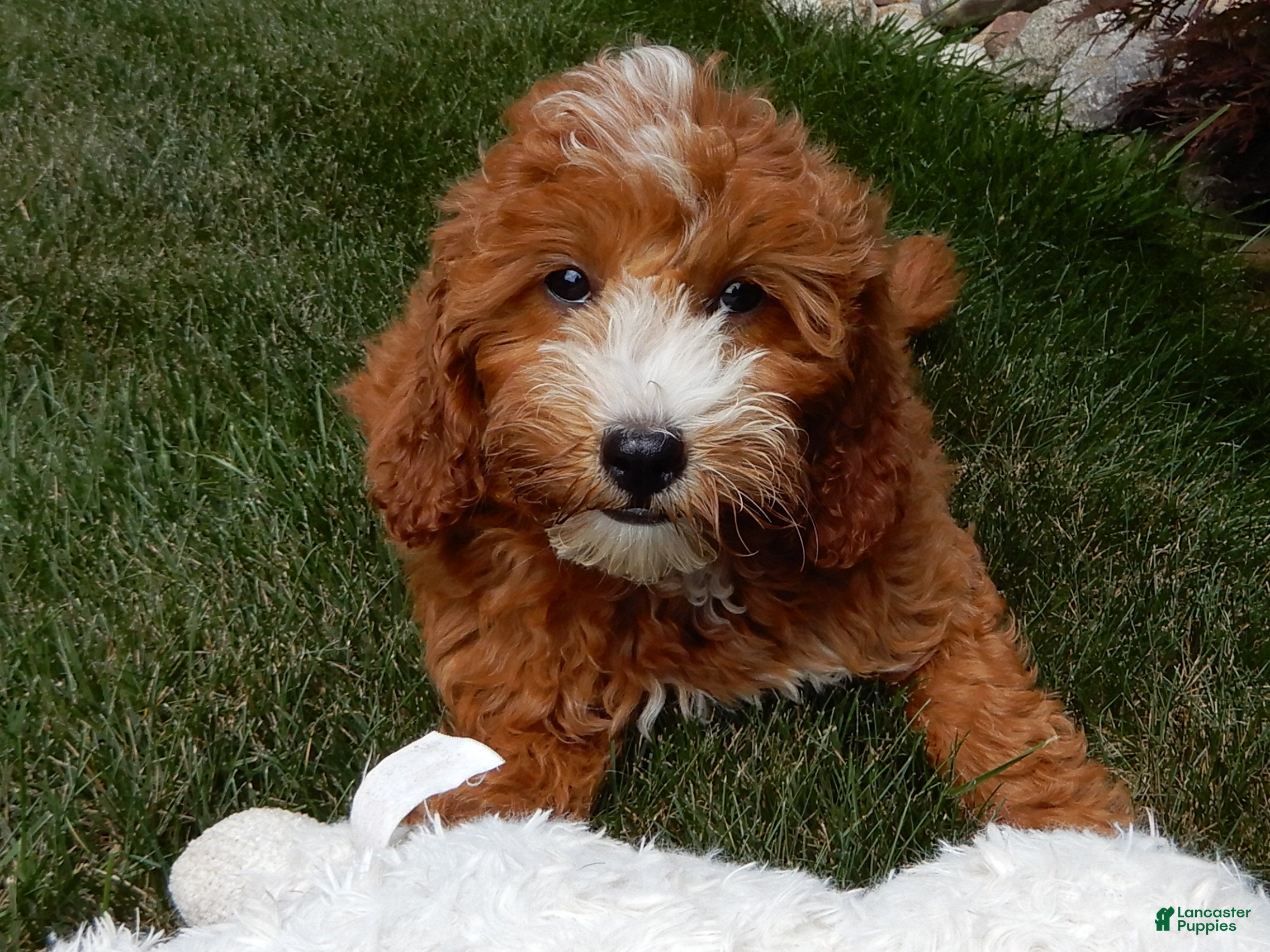 Mini Goldendoodle dogs Jane - Ad 2