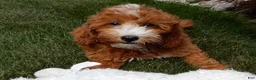 Mini Goldendoodle dogs for sale: Jane - Ad 2