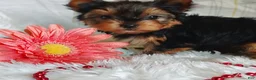 Yorkshire Terrier dogs for sale: Annabelle - Ad 4