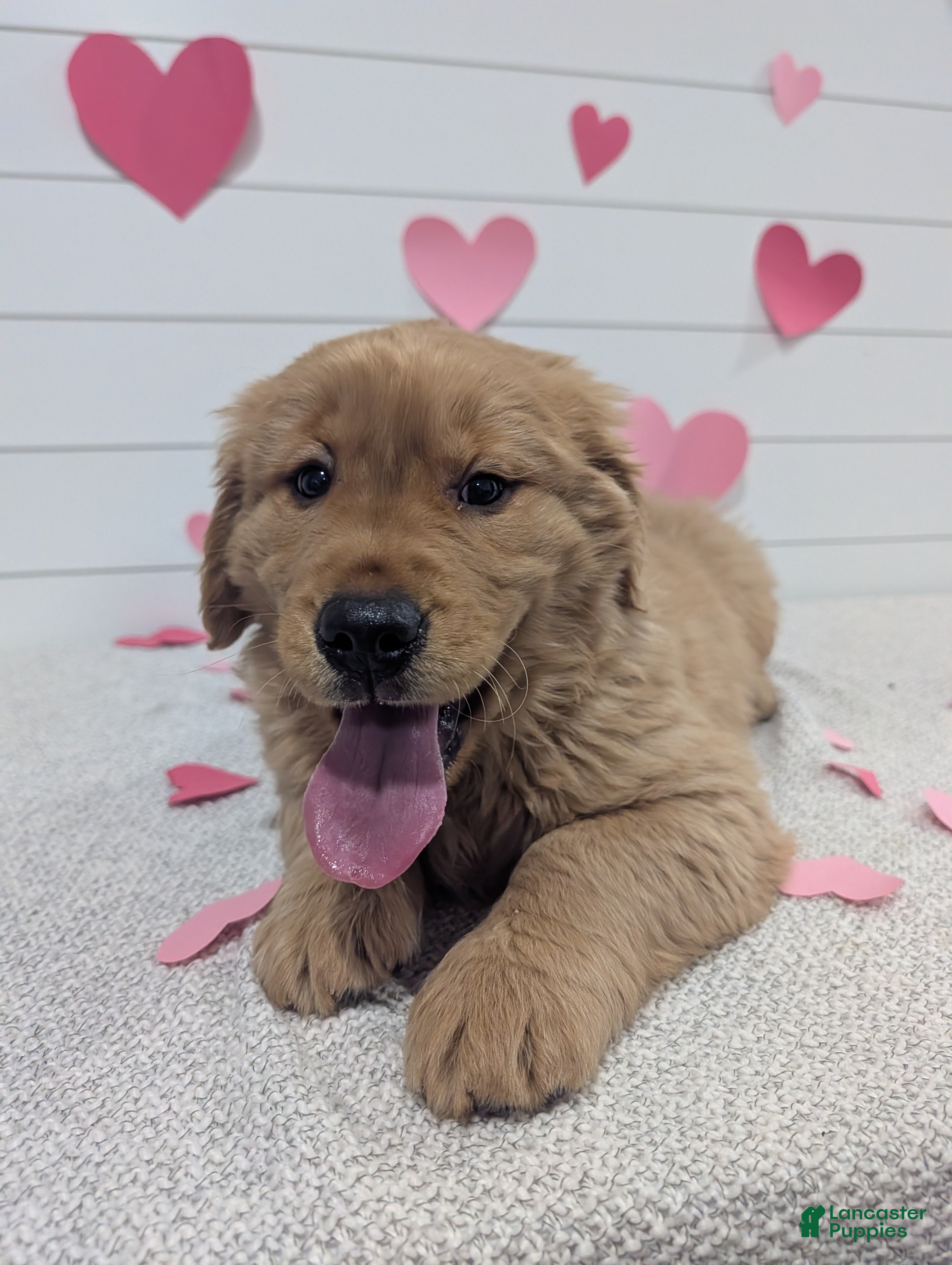 Golden Retriever dogs for sale: Tucker - Ad 3