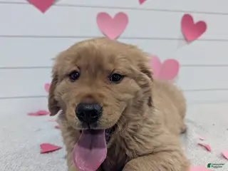 Golden Retriever dogs for sale: Tucker - Ad 3