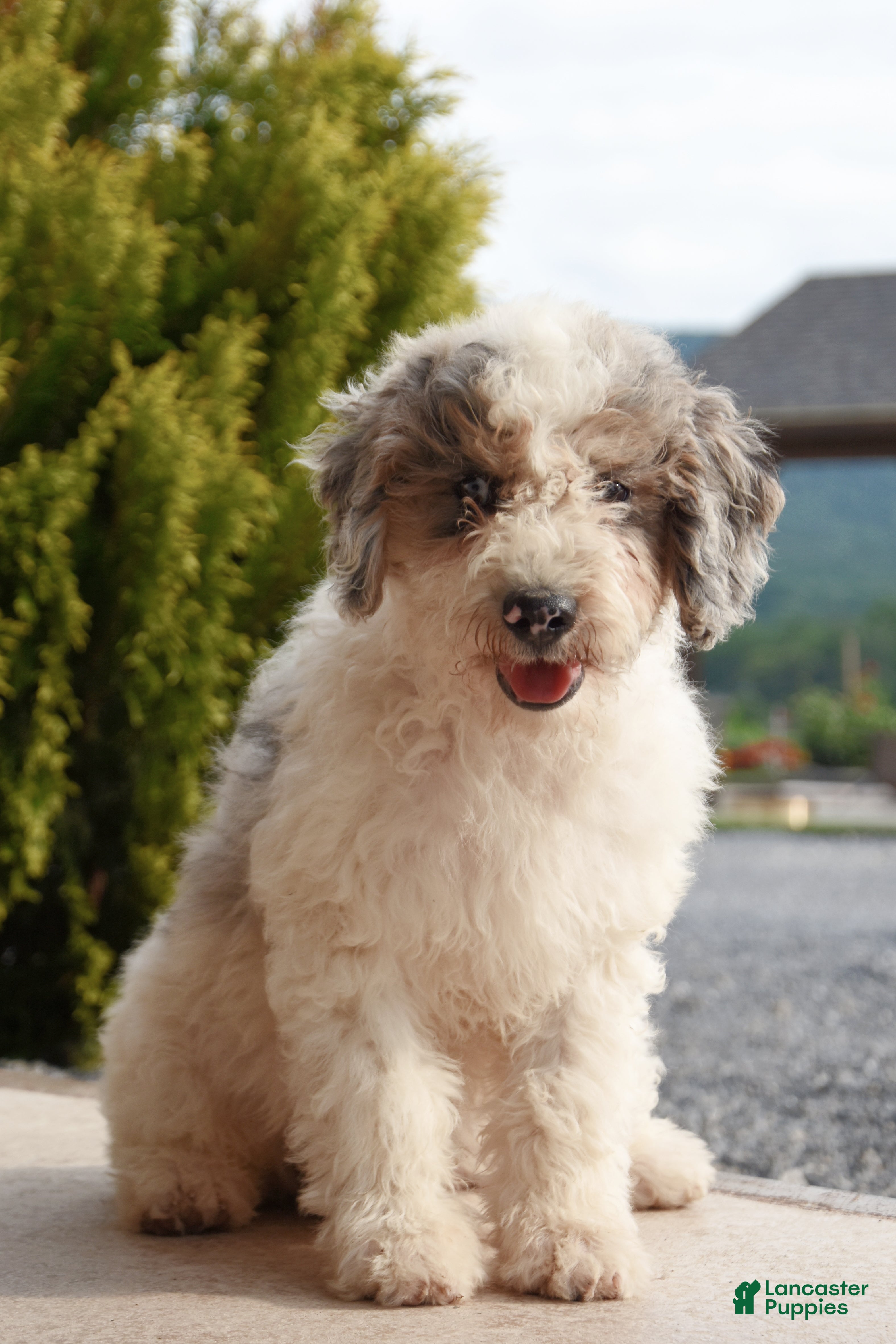 Mini Goldendoodle dogs Atlas - Ad 2