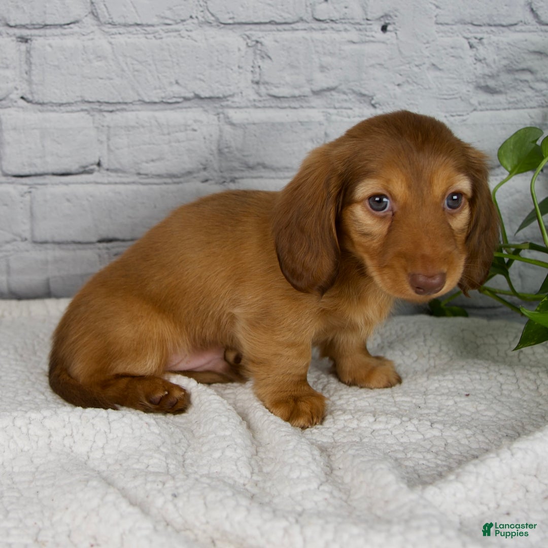 Miniature Dachshund dogs for sale: Durant - Ad 8