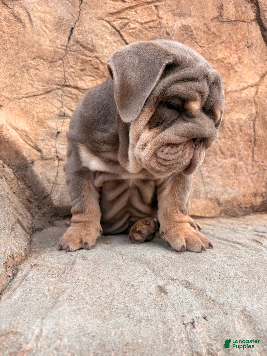 English Bulldog dogs for sale: English Bulldog 1 - Ad 2