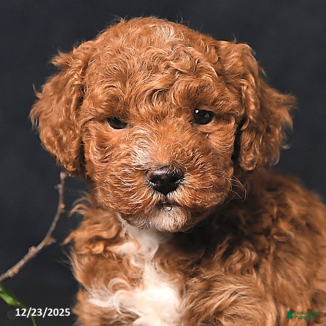 Toy Poodle dogs for sale: Logan - Ad 4