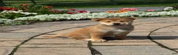 Shiba Inu dogs for sale: Iggy - Ad 3