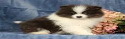 Pomeranian dogs for sale: Lucas Blue and White - Ad 1