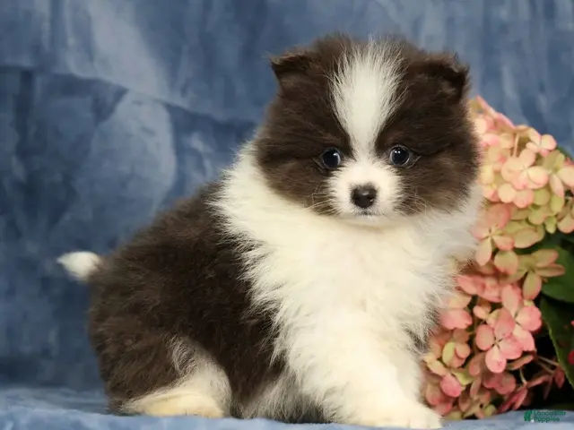 Pomeranian dogs for sale: Lucas Blue and White - Ad 1