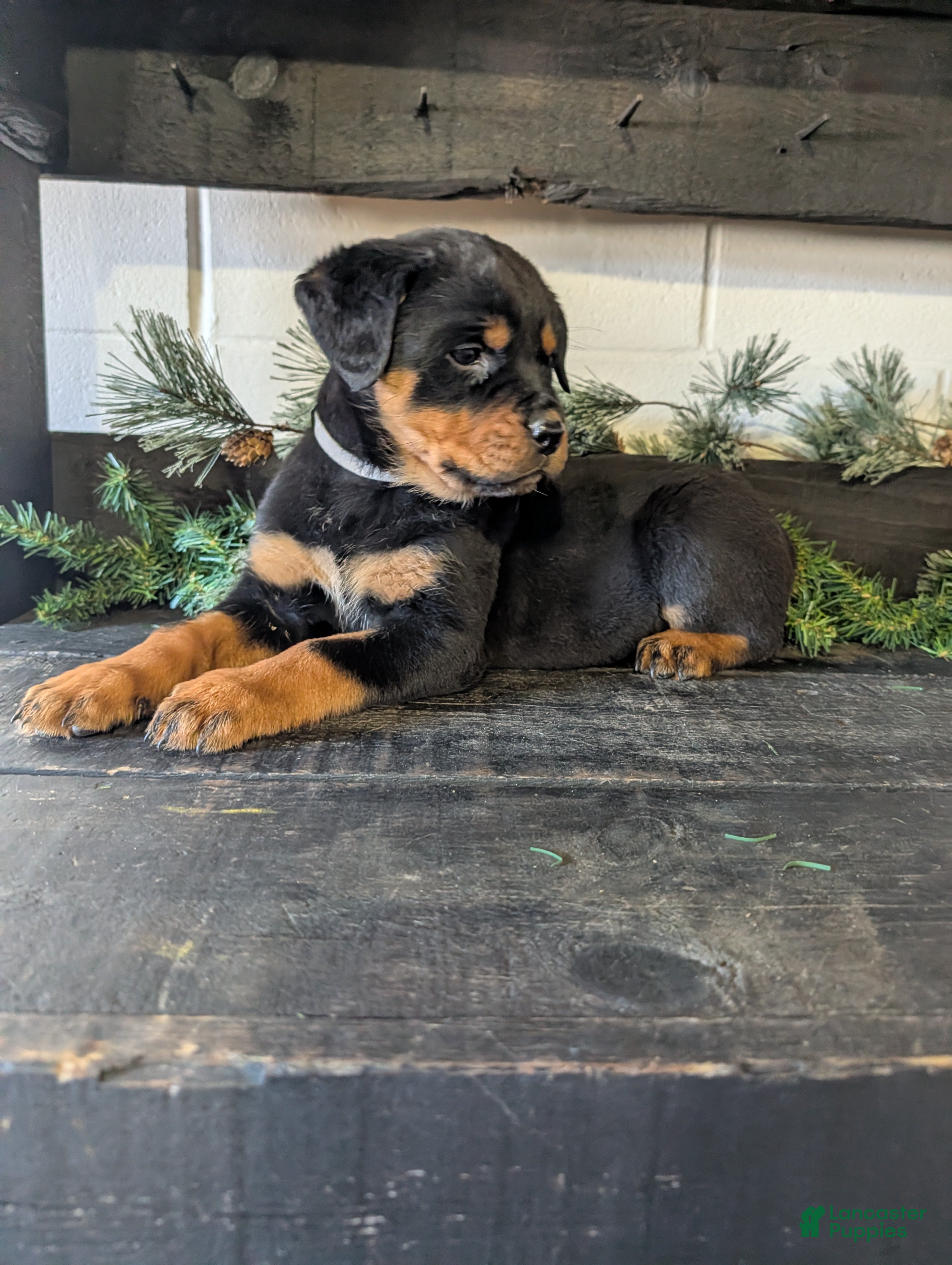 Rottweiler dogs Bailey  - Ad 2