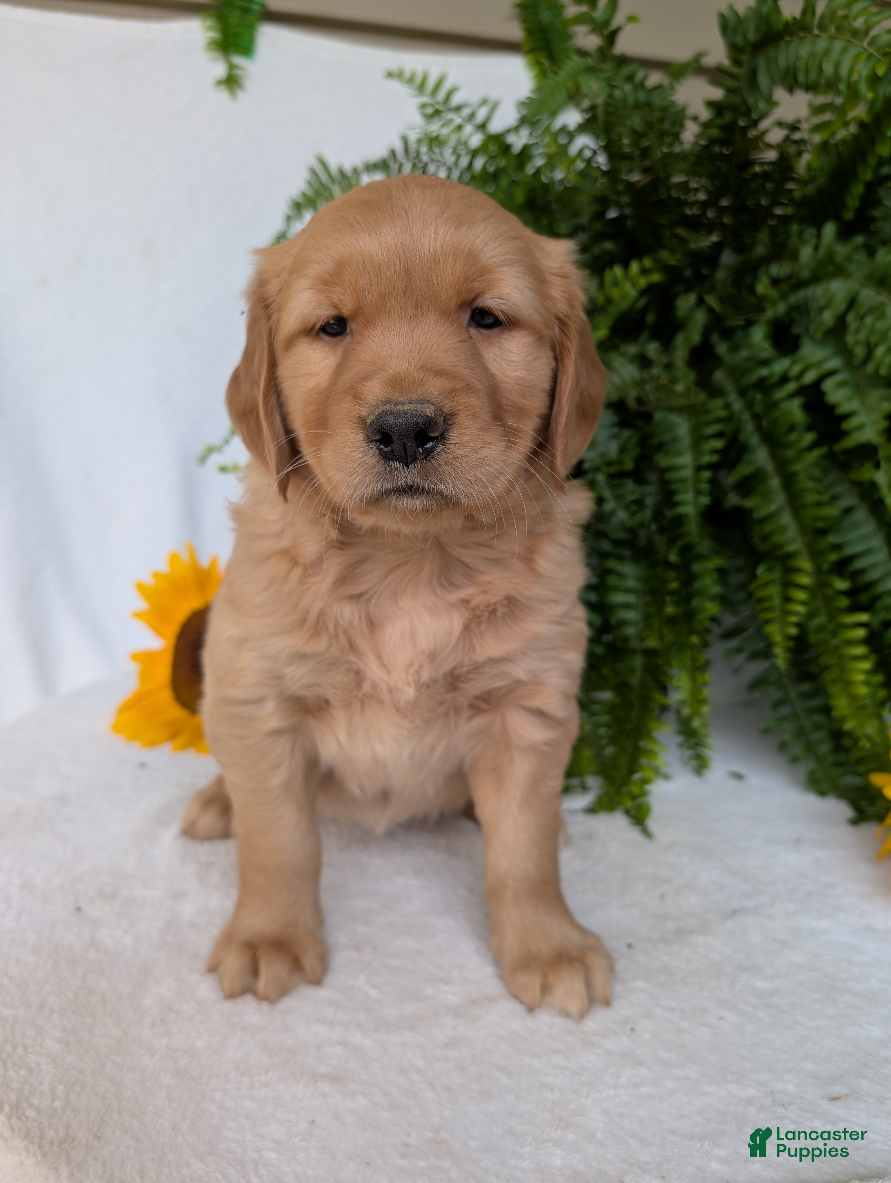 Golden Retriever dogs Indy - Ad 2