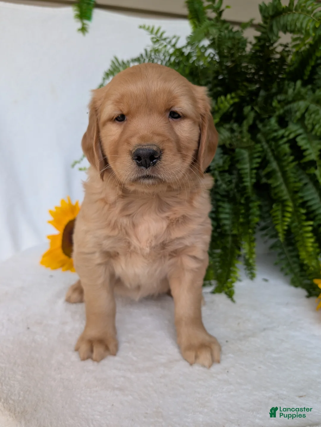 Golden Retriever dogs for sale: Indy - Ad 2