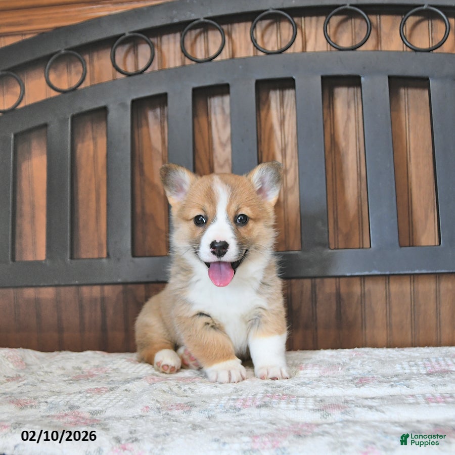 Welsh Corgi Pembroke dogs Tammie - Ad 2