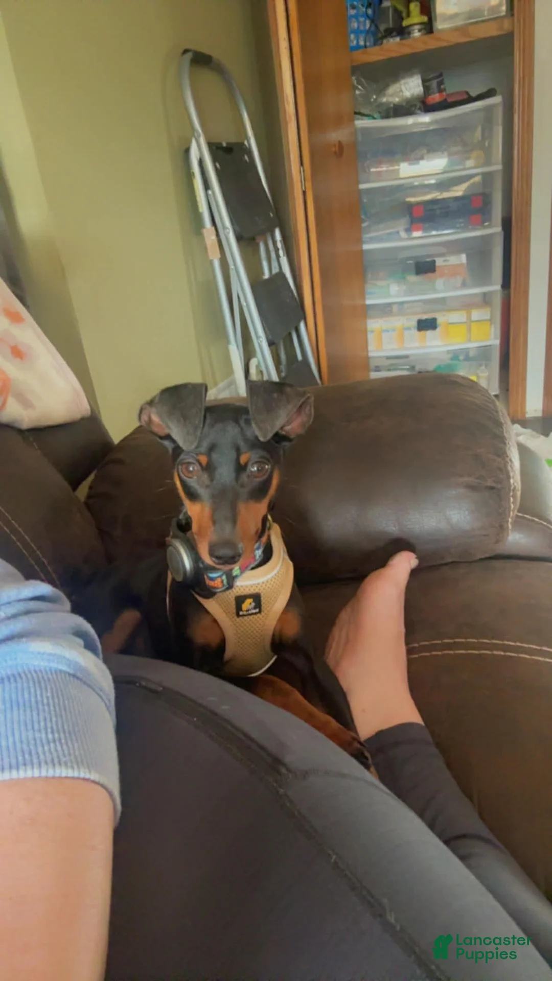 Miniature Pinscher dogs for sale: Miniature Pinscher Puppy 1 - Ad 2
