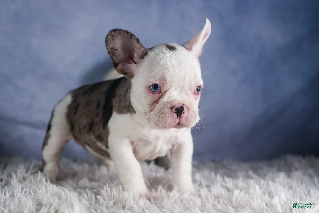 Frenchton dogs for sale: IZZY - Ad 10
