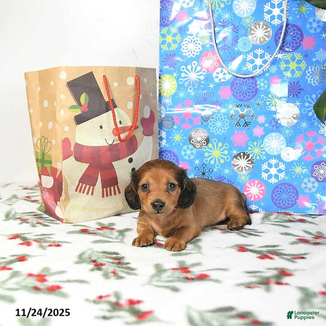 Miniature Dachshund dogs for sale: Timmy - Ad 3