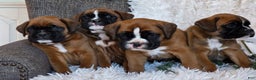 Boxer dogs for sale: Chelsea - Ad 11