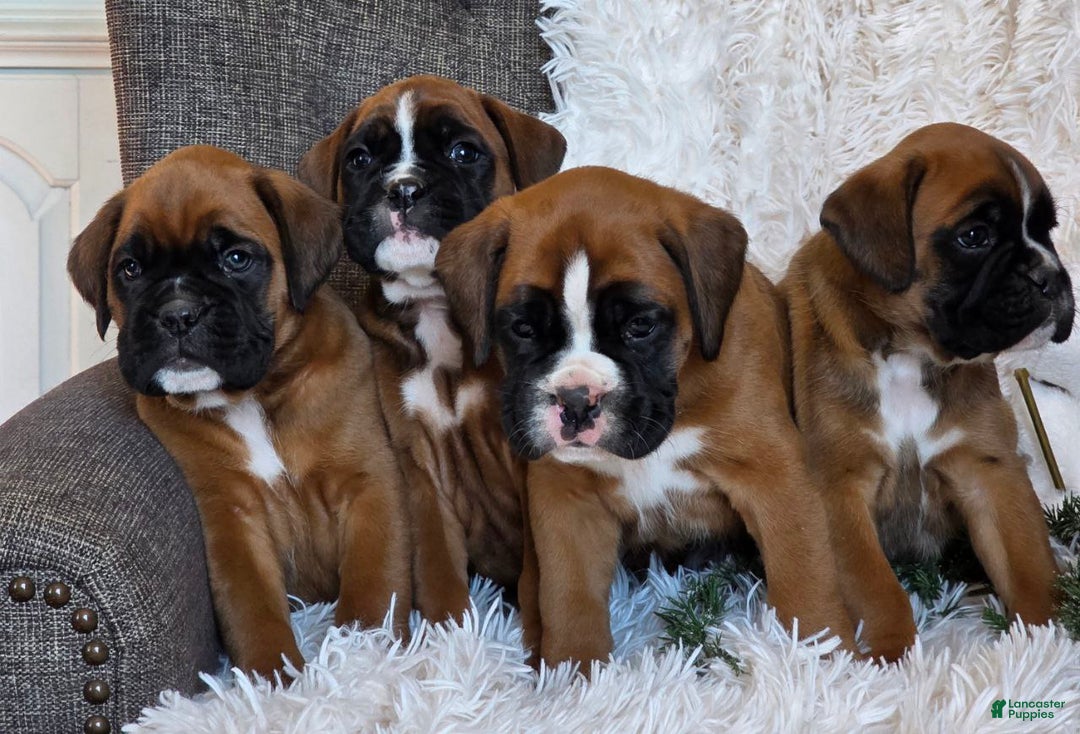 Boxer dogs for sale: Chelsea - Ad 11