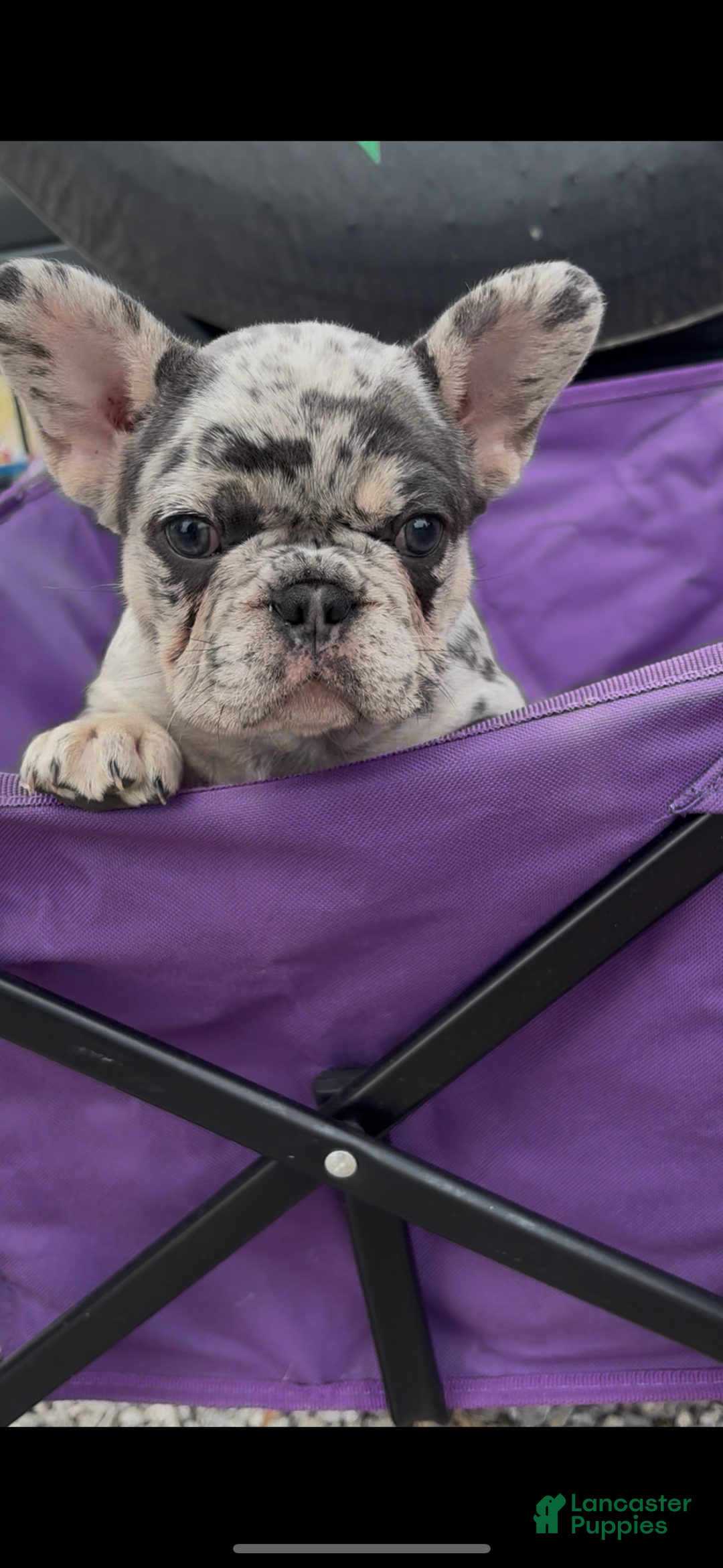 French Bulldog dogs for sale: Blue - Ad 4