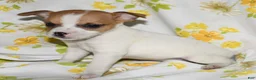 Rat Terrier dogs for sale: Mina - Ad 5