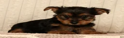 Yorkshire Terrier dogs for sale: Lila - Ad 5