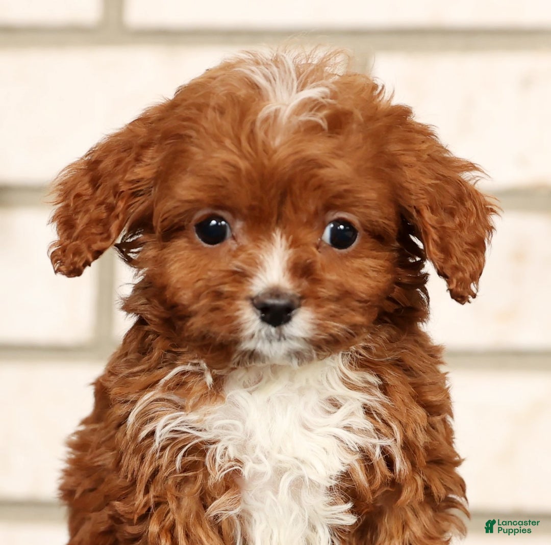 Cavapoo dogs for sale: Dusty - Ad 9