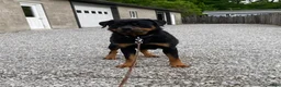 Rottweiler dogs for sale: Apollo - Ad 7