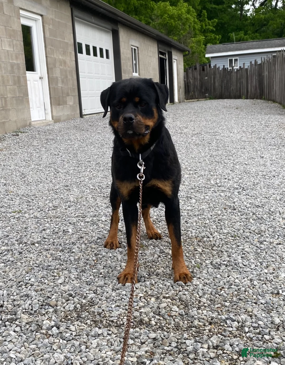 Rottweiler dogs for sale: Lulu - Ad 9