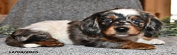 Miniature Dachshund dogs for sale: Holly - Ad 2