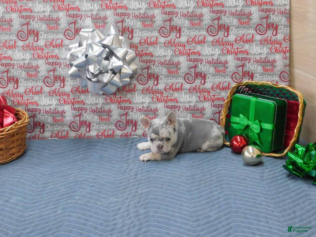 French Bulldog dogs for sale: BEAR - Ad 2