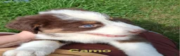 Australian Shepherd dogs for sale: Camo - Ad 4