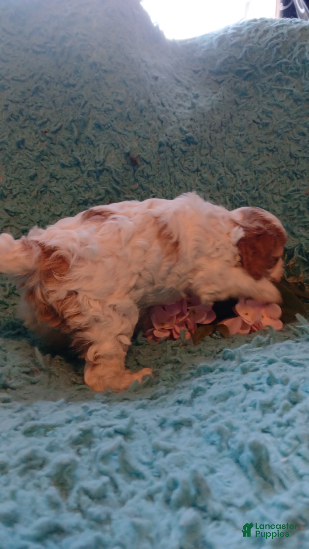 Cavapoo dogs for sale: Daisy - Ad 10