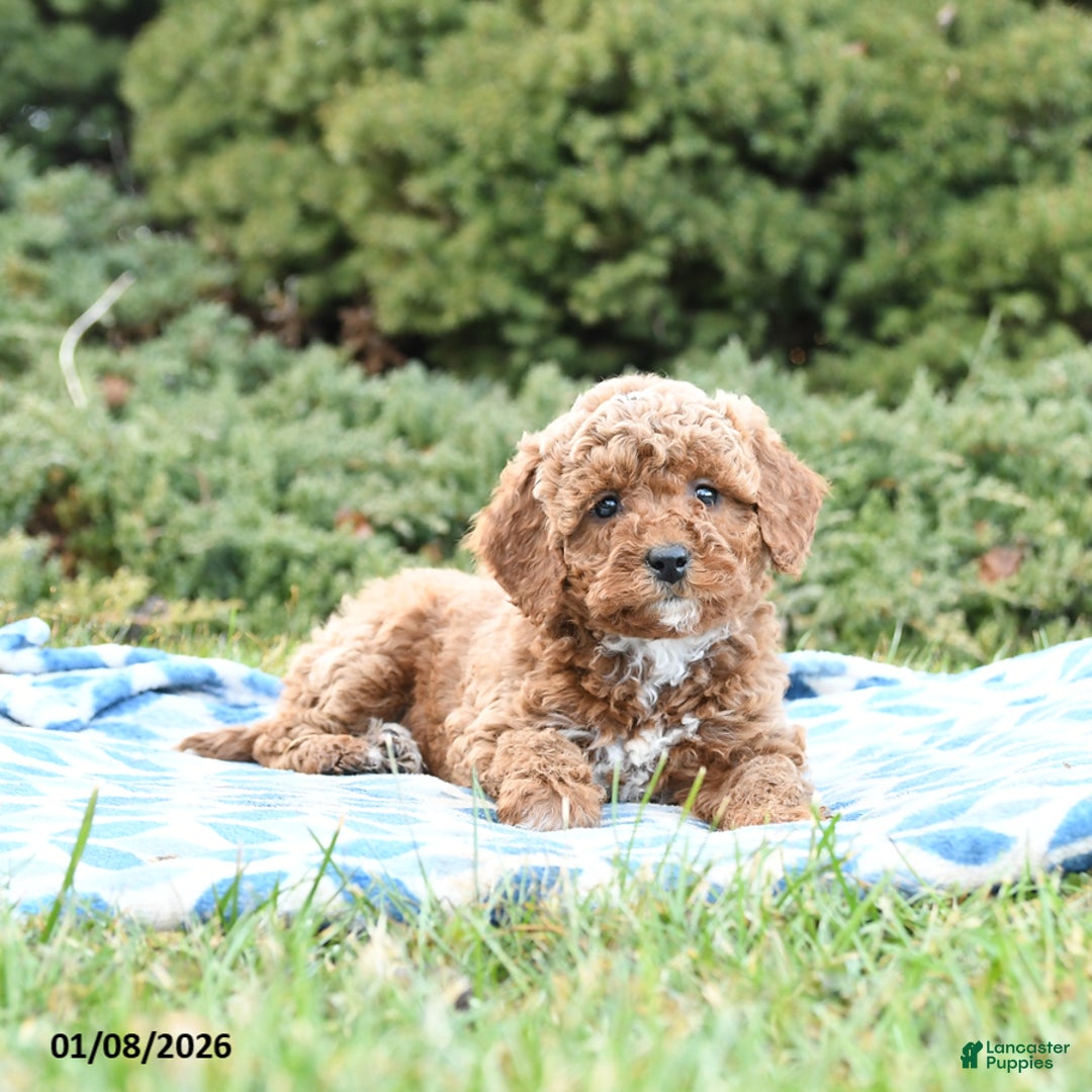 Mini Goldendoodle dogs for sale: Sorrell  - Ad 4