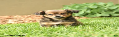 Matt 