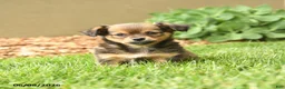 Chihuahua dogs for sale: Matt  - Ad 1